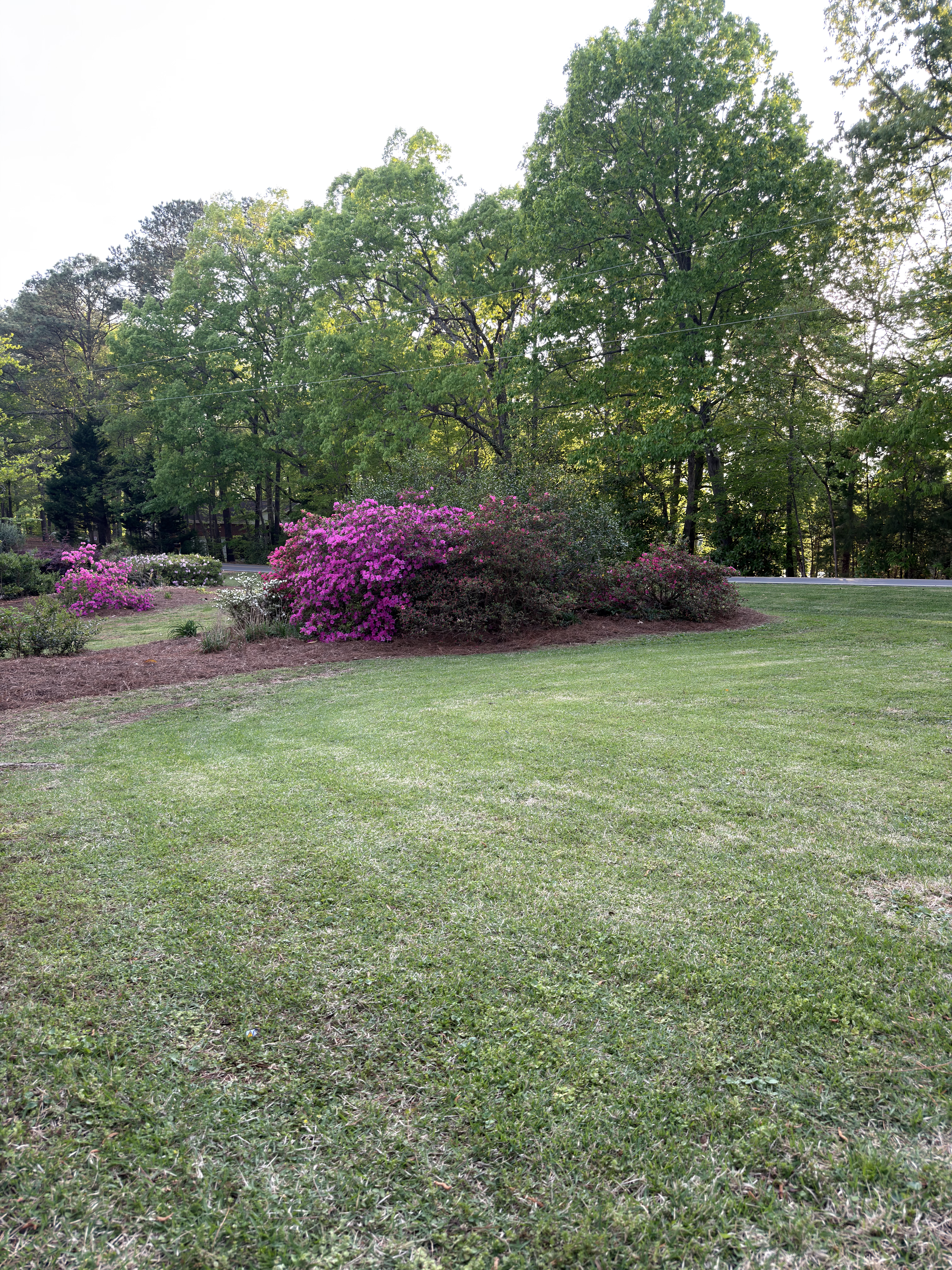Flowering shrub azalea installation Moore County NC